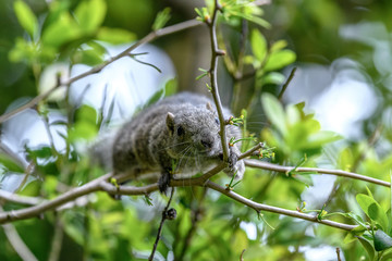 Formosan squirrel portrait (also called Taiwan squirrel)