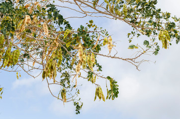 Branches Of The Albizia Lebbeck