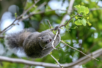 Formosan squirrel portrait (also called Taiwan squirrel)