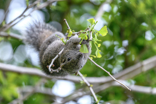 Formosan squirrel portrait (also called Taiwan squirrel)