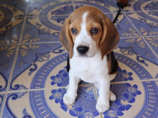 Puppy is sitting on the floor
