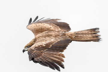 Black kite flying