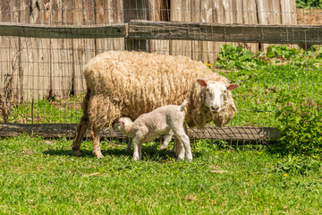 Naklejka na ściany i meble A Sheep on the farm in Pemberton, British Columbia, Canada.