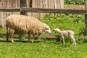 A Sheep on the farm in Pemberton, British Columbia, Canada.