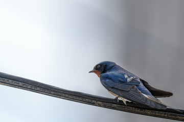 swallow on a cable portrait