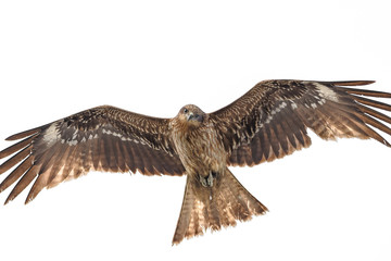 Black kite flying