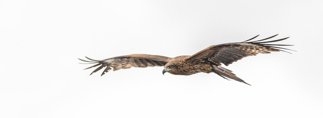 Black kite flying