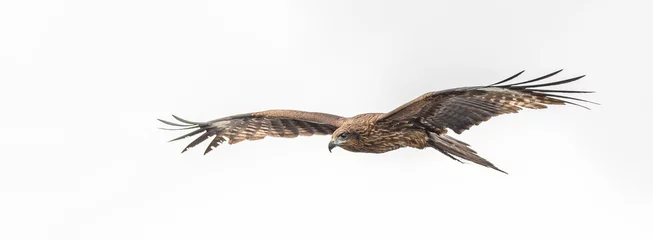 Foto op Plexiglas anti-reflex Black kite flying © Godimus Michel