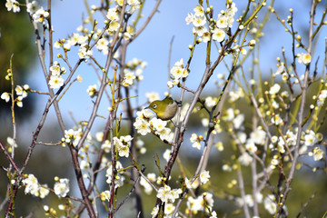白梅の枝にメジロがとまった風景