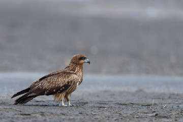 Black kite standing on the ground