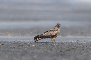 Black kite standing on the ground