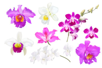 Obraz na płótnie Canvas Set of beautiful orchid flowers