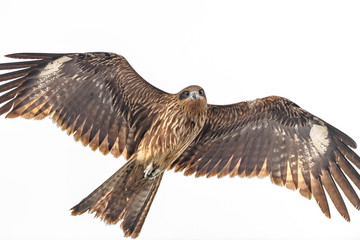 Black kite flying