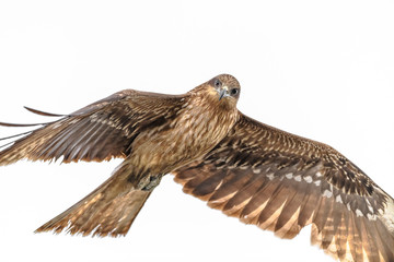 Black kite flying