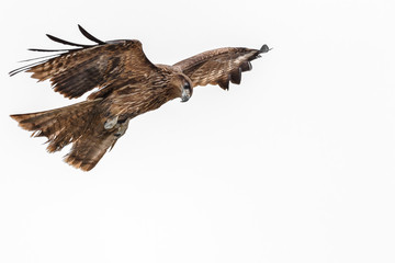 Black kite flying