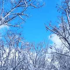 Fototapeta na wymiar Landscape. Winter. Blue beautiful sky. Tree branches are covered with silvery fresh snow.