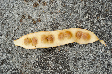 Albizia Lebbeck Bean Pod
