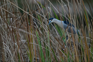 A Black-crowned night heron