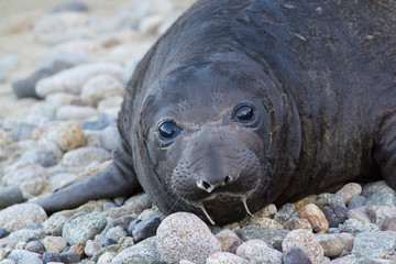 Potrrait of newborn elephant seal pup at Pont Reyes National Seashore