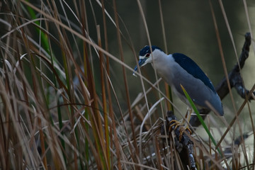 A Black-crowned night heron