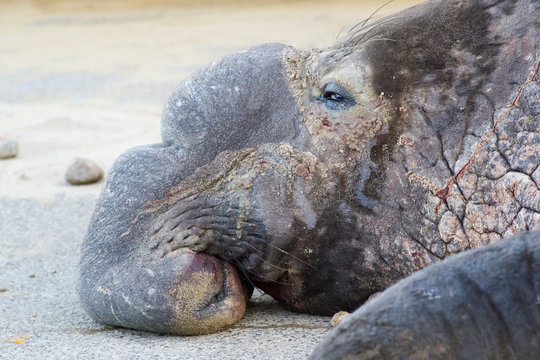 Potrrait of male elephant seal at Pont Reyes National Seashore