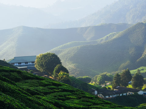 Vivid landscape shot of tea plantations
