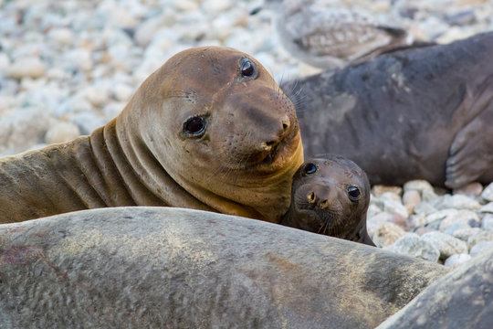 Close-up of newborn pup and female elephant seal at Point Reyes National Seashore