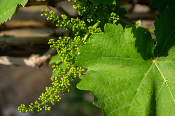 Picture of grapes plants in bud stage - closeup - selective focus
