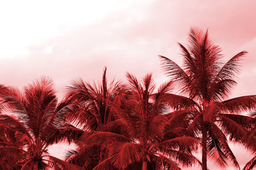 Crowns of palm trees against the sky in cloudy weather. Natural background red color toned