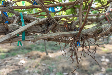 Picture of wine vines from thailand