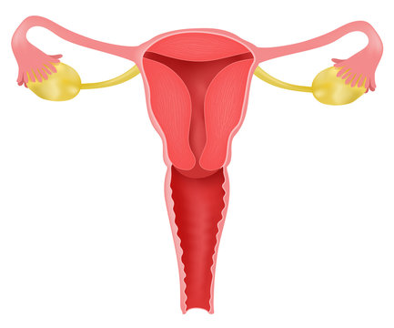 Anatomy of Uterus and Ovaries in human 