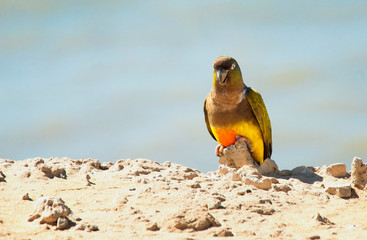 burrowing parrot perche near the coast 