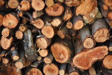 Stacked tree branches cut with a saw