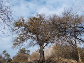 акация и облака