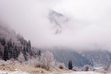 Obraz na płótnie Canvas The first snow in the misty mountains with tall fir trees
