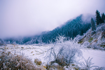 The first snow in the misty mountains with tall fir trees
