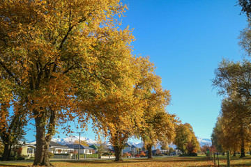 autumn in the park