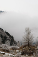 The first snow in the misty mountains with tall fir trees