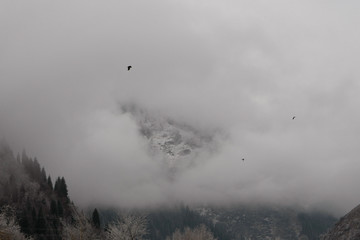 The first snow in the misty mountains with tall fir trees