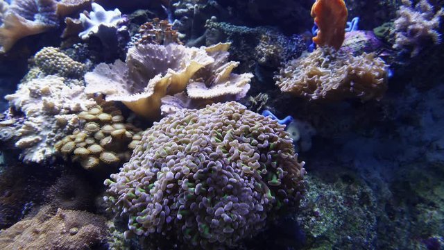 Close up shot of anemones on a healthy coral reef.