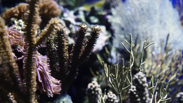 Close up shot of a healthy coral reef.