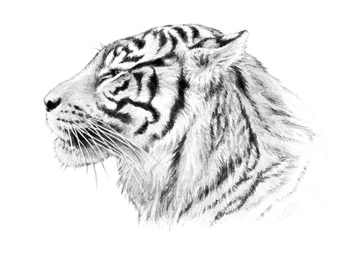 Hand drawn tiger head illustration, striped jungle animal sketch isolated on white background, sumatran tiger 