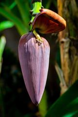 Banana Tree Flower Pod
