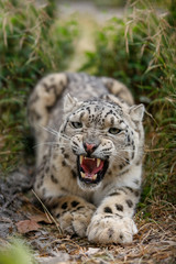 Naklejka na ściany i meble Snow Leopard growls menacingly and wants to attack