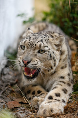 Snow Leopard growls menacingly and wants to attack
