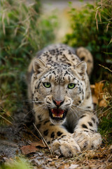 Naklejka na ściany i meble Snow Leopard growls menacingly and wants to attack