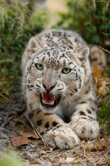 Snow Leopard growls menacingly and wants to attack