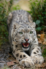 Snow Leopard growls menacingly and wants to attack