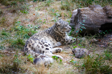 Snow leopard resting near a log
