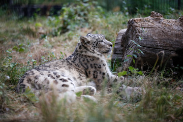 Snow leopard resting near a log